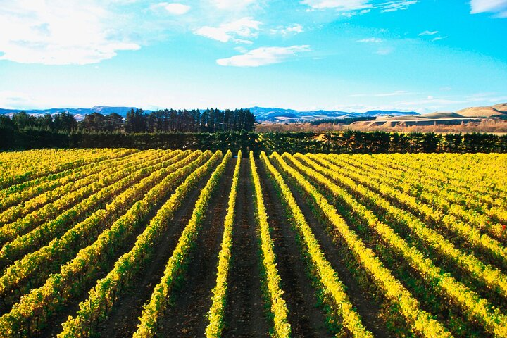 Lyttelton Shore Excursion - City Highlights & Waipara Wine Tour - Photo 1 of 15